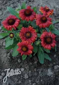 Gaillardia grandiflora Mesa Red Blanket Flower