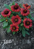 Gaillardia grandiflora Mesa Red Blanket Flower Image Credit: Jelitto Seed