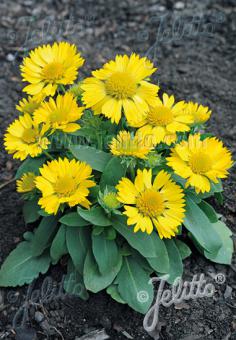 Gaillardia grandiflora Mesa Yellow Blanket Flower Image Credit: Jelitto Seed