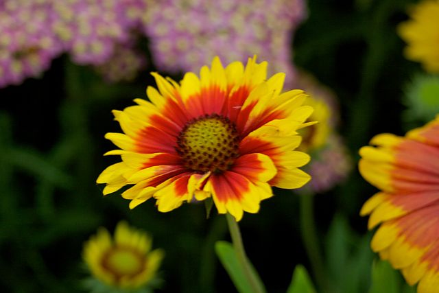 Gaillardia hybrid Goblin Blanket Flower Image Credit: Photograph by Mike Peel (www.mikepeel.net)., CC BY-SA 4.0 <https://creativecommons.org/licenses/by-sa/4.0>, via Wikimedia Commons