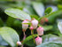 Gaultheria procumbens Wintergreen Image Credit: Agnieszka Kwiecień, Nova, CC BY-SA 4.0 <https://creativecommons.org/licenses/by-sa/4.0>, via Wikimedia Commons