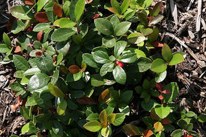 Gaultheria procumbens Wintergreen Image Credit: Photo by David J. Stang, CC BY-SA 4.0 <https://creativecommons.org/licenses/by-sa/4.0>, via Wikimedia Commons