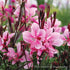 Gaura lindheimeri Passionate Blush Butterfly Flower image credit: Ball Horticulture