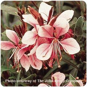 Gaura lindheimeri Siskiyou Pink Butterfly Flower image credit Ball Horticultural Company