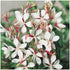 Gaura lindheimeri Sparkle White Butterfly Flower image credit Ball Horticultural Company