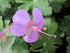 Geranium cantabrigiense Cambridge Cranesbill image credit Millgrove Perennials