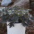 Geranium hybrid Boom Chocolatta Cranesbill image credit Walters Gardens