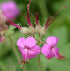 Geranium macrorrhizum Cranesbill image credit Hardyplants at English Wikipedia, Public domain, via Wikimedia Commons