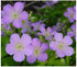 Geranium maculatum Cranesbill image credit Northcreek Nurseries