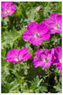 Geranium sanguineum Cranesbill image credit Millgrove Perennials