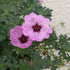 Geranium cinereum Ballerina Cranesbill Image Credit: Chaz Mornez 2022-05-26 