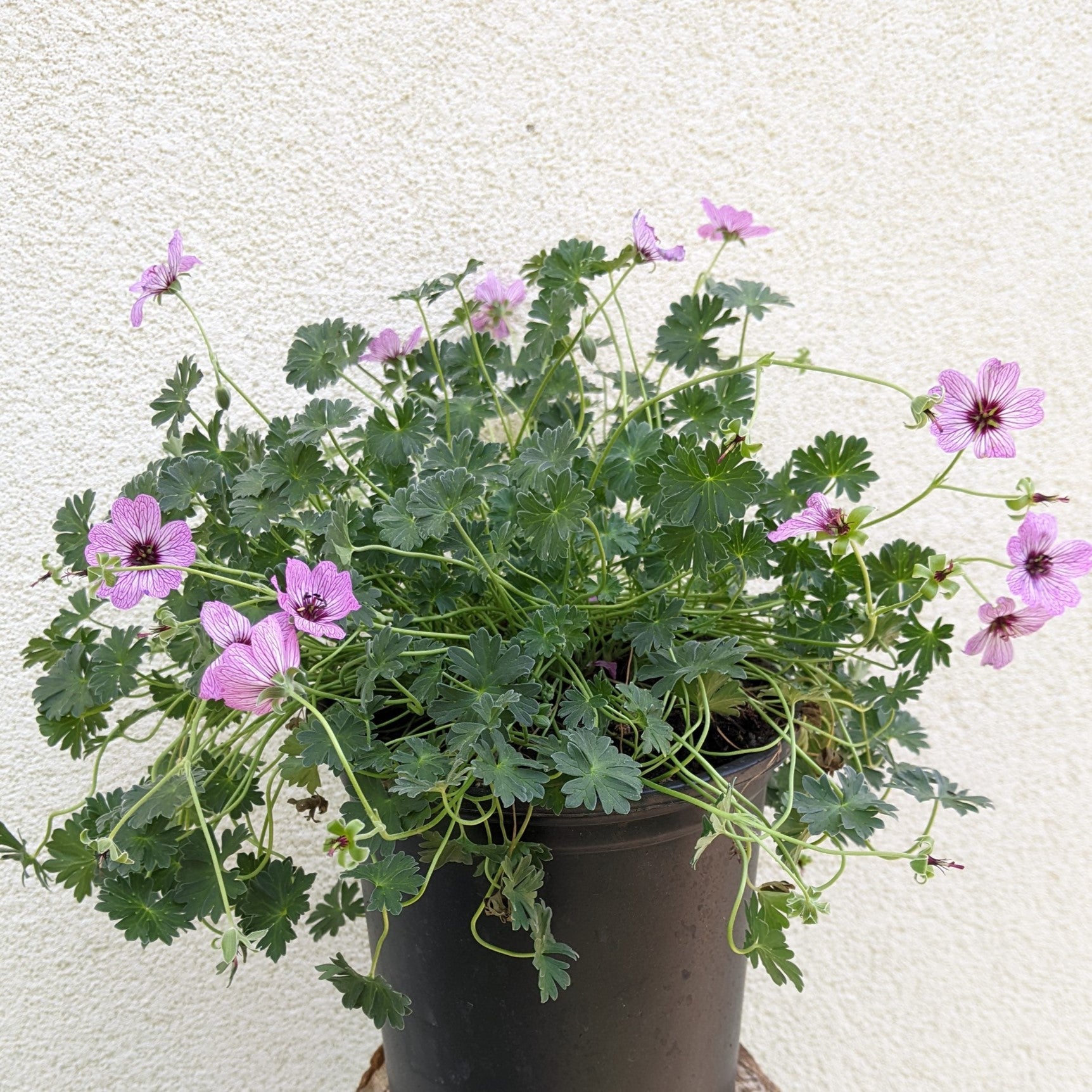 Geranium cinereum Ballerina Cranesbill Image Credit: Chaz Morenz 2022-05-10