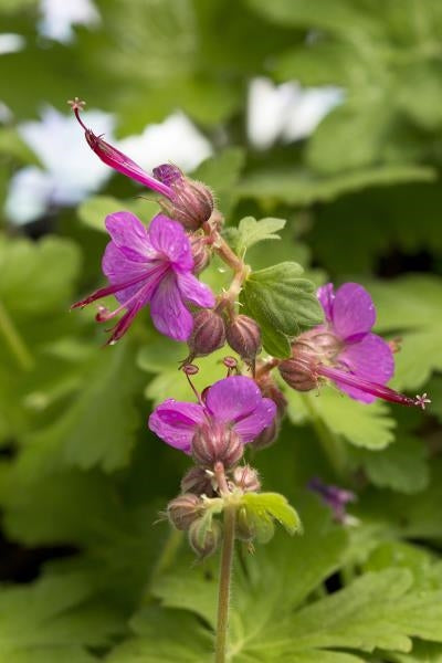 Geranium macrorrhizum Bevan's Variety Cranesbill