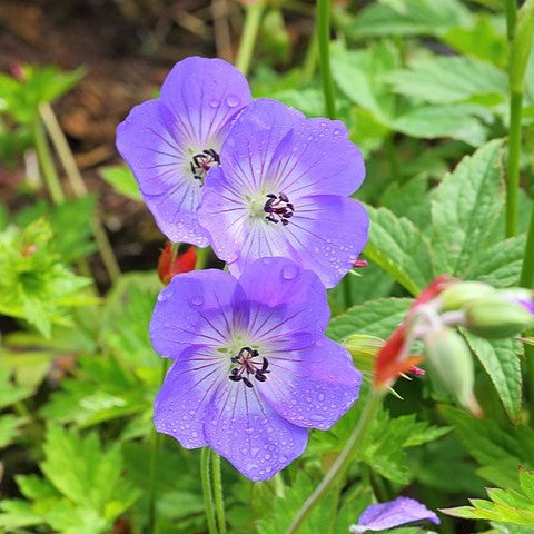 Geranium psilostemon Rozanne Cranesbill Imgae Credit: cropped. Dominicus Johannes Bergsma, CC BY-SA 3.0 <https://creativecommons.org/licenses/by-sa/3.0>, via Wikimedia Commons