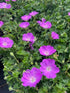 Geranium sanguineum Max Frei Cranesbill Image Credit: Millgrove Perennials