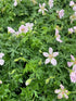 Geranium sanguineum Pink Pouffe Cranesbill Image Credit: Millgrove Perennials