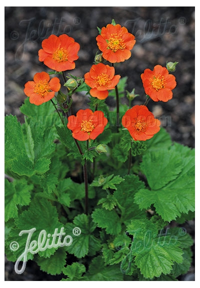 Geum coccineum Koi Avens