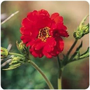 Geum hybrid Mrs.Bradshaw Avens image credit Ball Horticultural Company