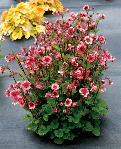 Geum hybrid Tempo Rose Avens