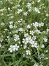 Gypsophila repens Filou Alba Baby's Breath Image Credit: Millgrove Perennials