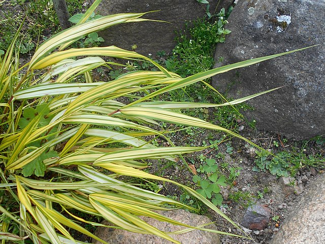 Hakonechloa macra Aureola Japanese Forest Grass Image Credit:  Salicyna, CC BY-SA 4.0 <https://creativecommons.org/licenses/by-sa/4.0>, via Wikimedia Commons
