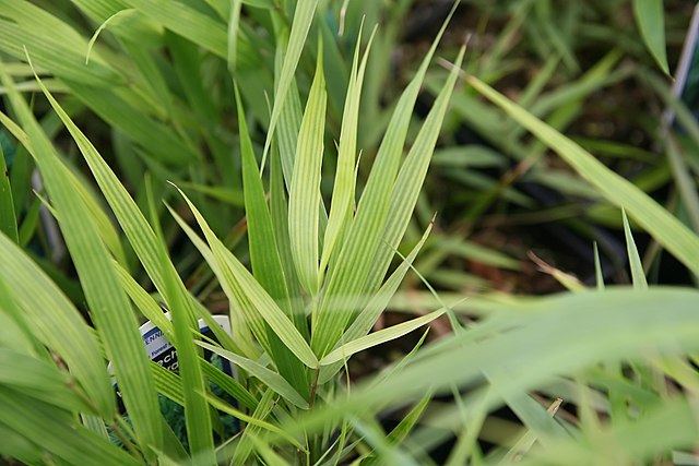 Hakonechloa macra Japanese Forest Grass
