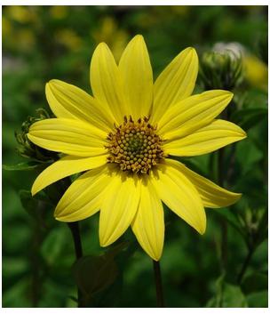 Helianthus Lemon Queen Perennial Sunflower