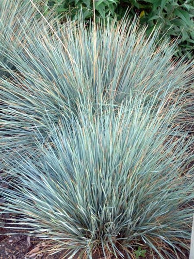 Helictotrichon sempervirens Sapphire Blue Oat Grass image credit Walters Gardens Inc