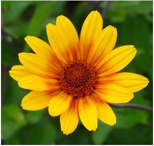 Heliopsis helianthoides Summer Night False Sunflower