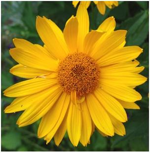 Heliopsis helianthoides Summer Sun False Sunflower image credit Northcreek Nurseries