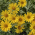 Heliopsis helianthoides Sunstruck False Sunflower image credit Walters Gardens Inc. 