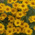 Heliopsis helianthoides Tuscan Sun PW False Sunflower image credit Walters Gardens Inc. 