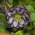 Helleborus hybrid Black Tie Affair Lenten Rose image credit: Walters Gardens