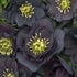 Helleborus hybrid Dark and Handsome Lenten Rose image credit: Walters Gardens