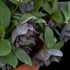 Helleborus hybrid Dashing Groomsmen Lenten Rose image credit: Walters Gardens