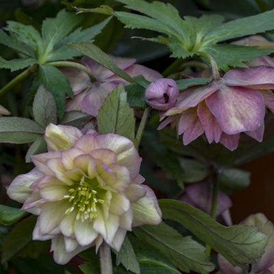Helleborus hybrid Mother of the Bride Lenten Rose