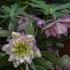 Helleborus hybrid Mother of the Bride Lenten Rose image credit Walters Gardens
