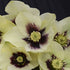 Helleborus hybrid Spanish Flare Lenten Rose image credit: Walters Gardens