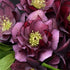 Helleborus hybrid True Love Lenten Rose image credit: Walters Gardens