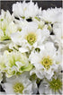 Helleborus hybrid Wedding Bells Lenten Rose image credit: Walters Gardens