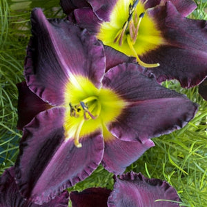 Hemerocallis hybrid Bela Lugosi Daylily image credit Walters Gardens