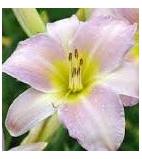 Hemerocallis hybrid Catherine Woodbury Daylily image credit Ball Horticultural Company