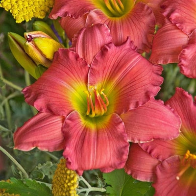 Hemerocallis hybrid Passionate Returns Daylily image credit Walters Gardens Inc.