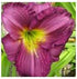 Hemerocallis hybrid Purple D'oro Daylily image credit Ball Horticultural Company