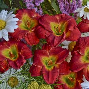 Hemerocallis hybrid Red Hot Returns Daylily image credit Walters Gardens