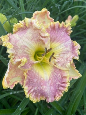 Hemerocallis hybrid Bestseller Daylily Image Credit: Millgrove Perennials