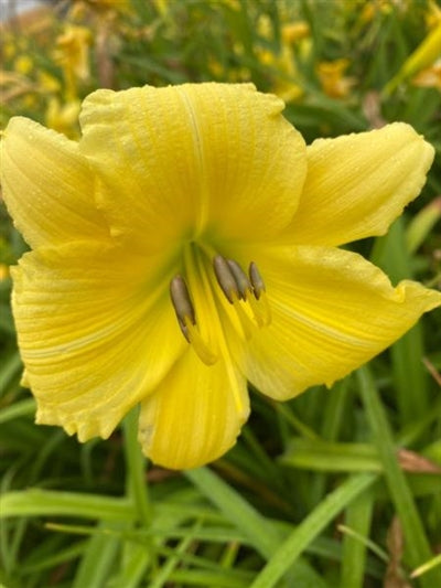 Hemerocallis hybrid Big Time Happy Daylily Image Credit: Millgrove Perennials