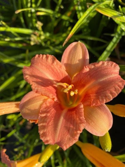 Hemerocallis hybrid EveryDaylily Pink Wing Daylily