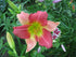 Hemerocallis hybrid Final Touch Daylily Image Credit: Paul Paradis, CC BY-SA 3.0 <https://creativecommons.org/licenses/by-sa/3.0>, via Wikimedia Commons