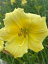 Hemerocallis hybrid Fragrant Returns Daylily Image Credit: Millgrove Perennials